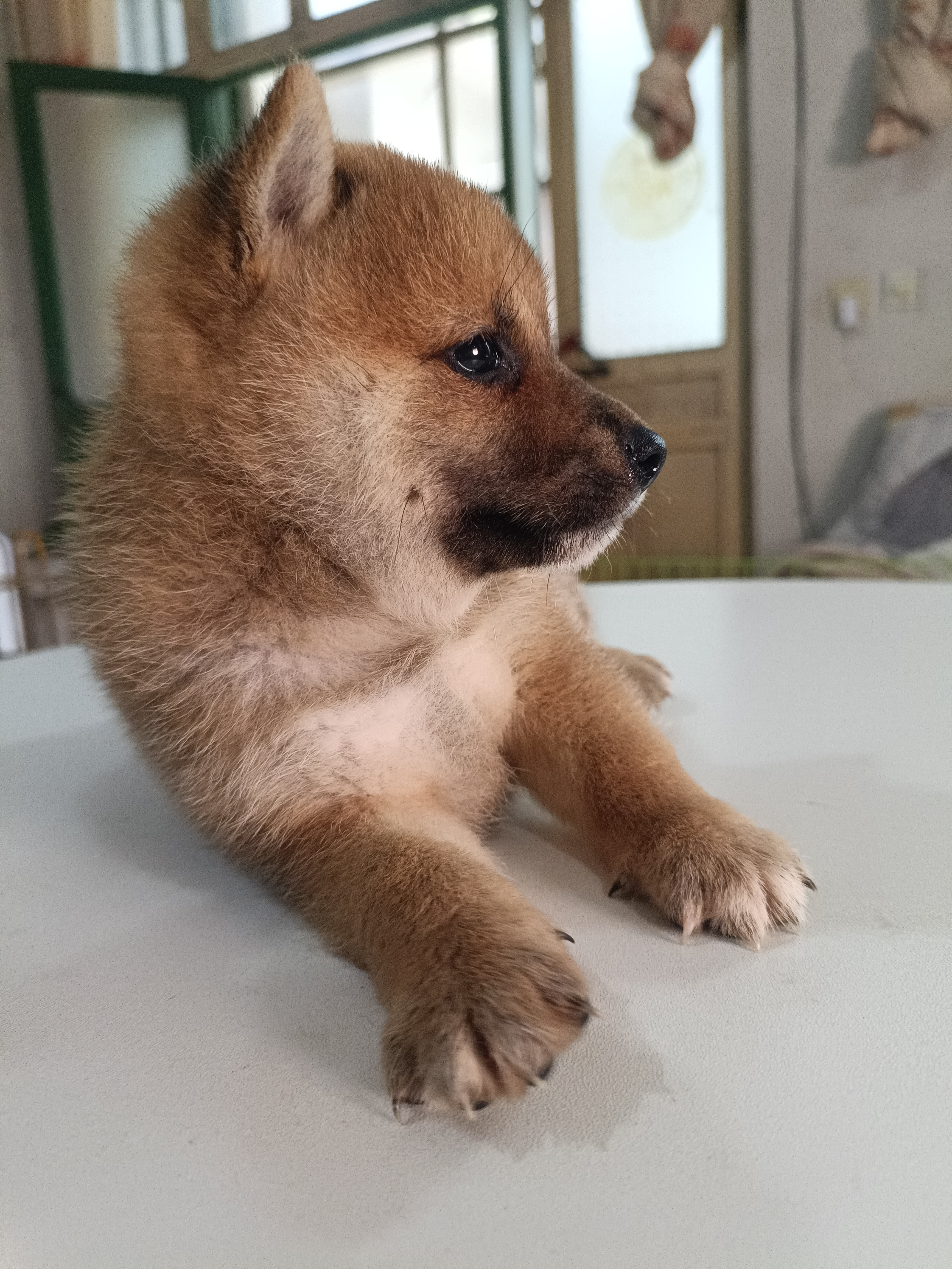 柴犬